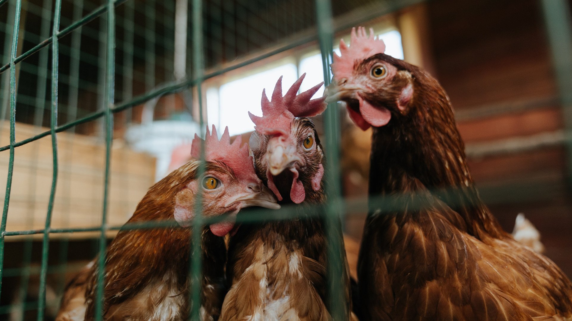 乔治个人能力完全展现，湖人力克独行侠—一场巨星与团队的完美交响