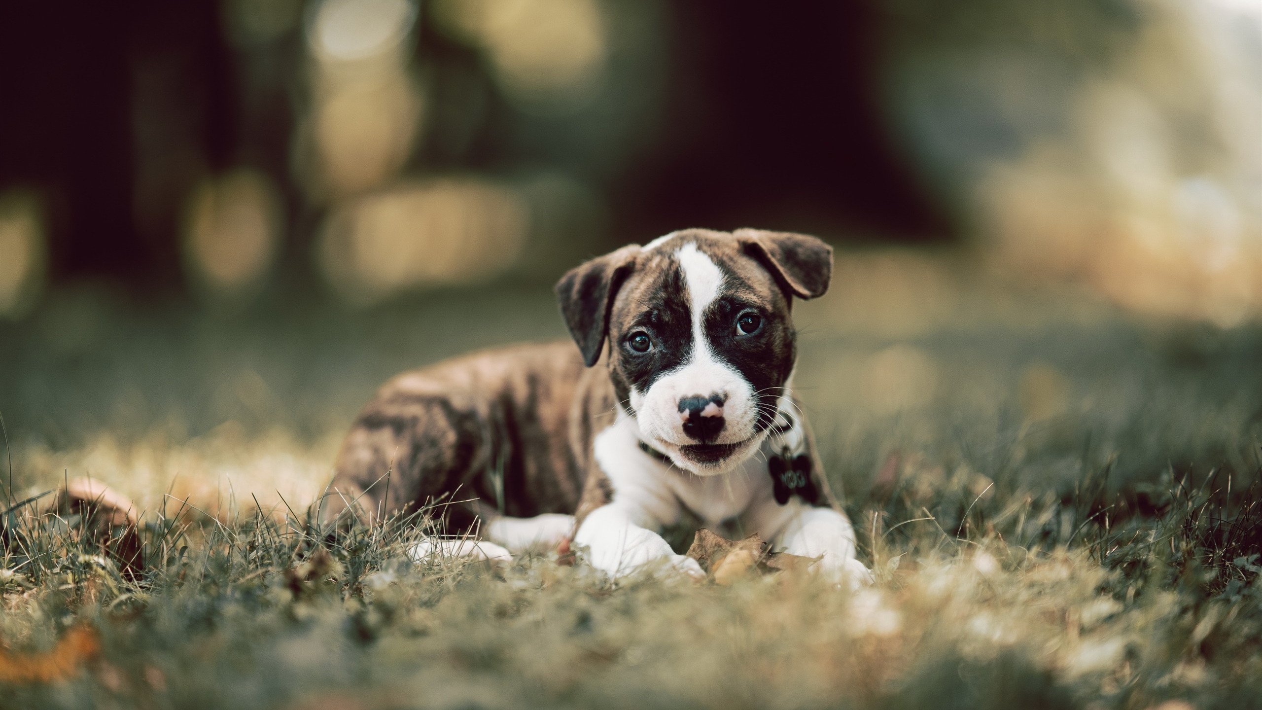 年度焦点之战之夜，恩比德大场面先生