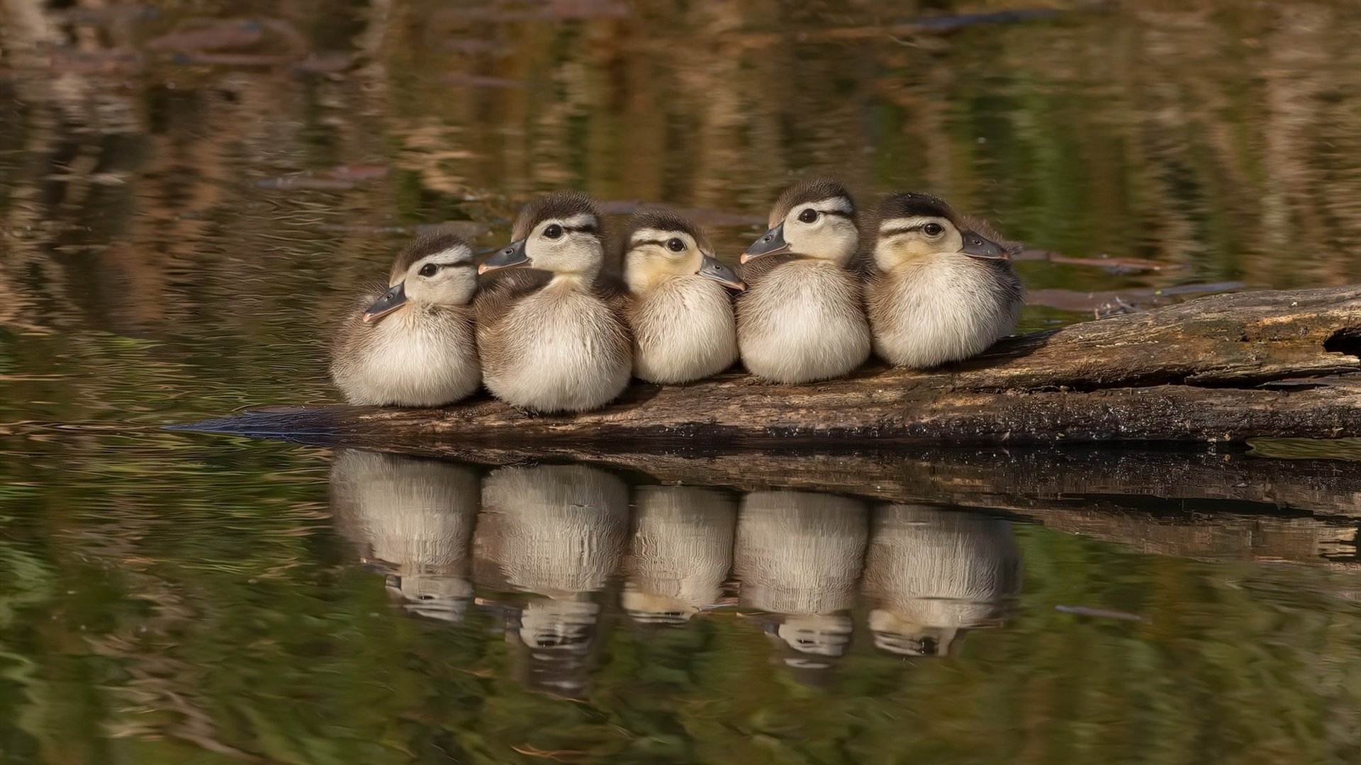 年度焦点之战之夜，克莱·汤普森打出生涯之夜